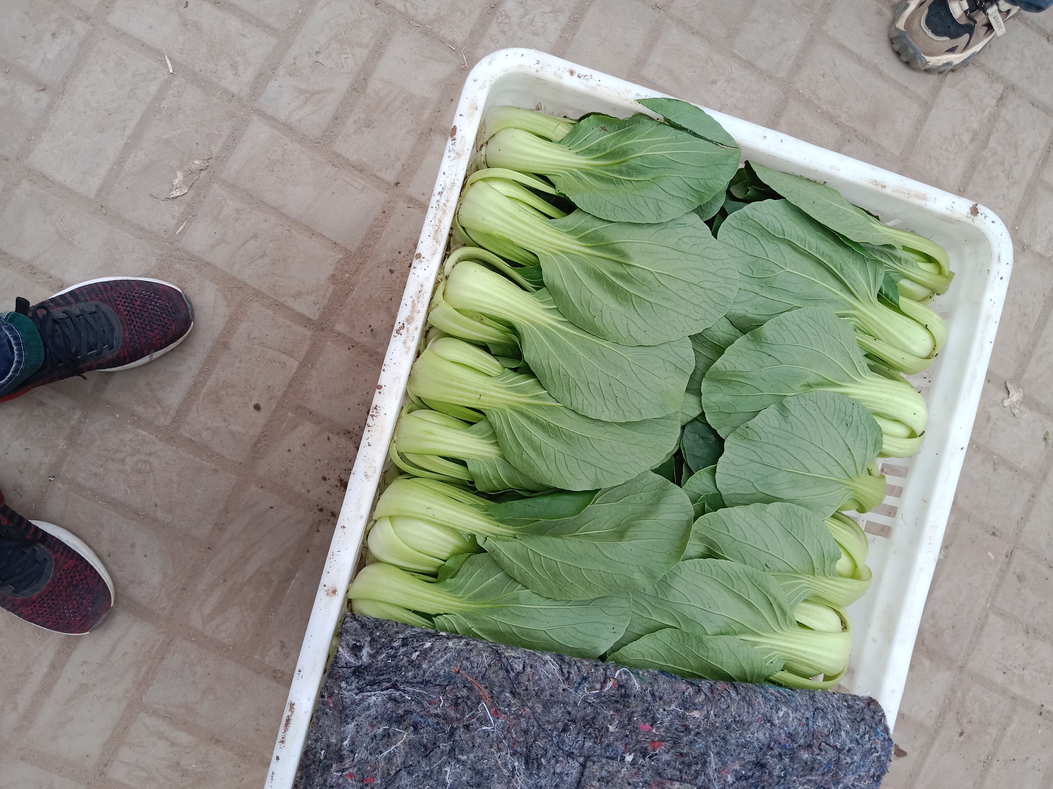 上海青  油菜  小油菜  青菜