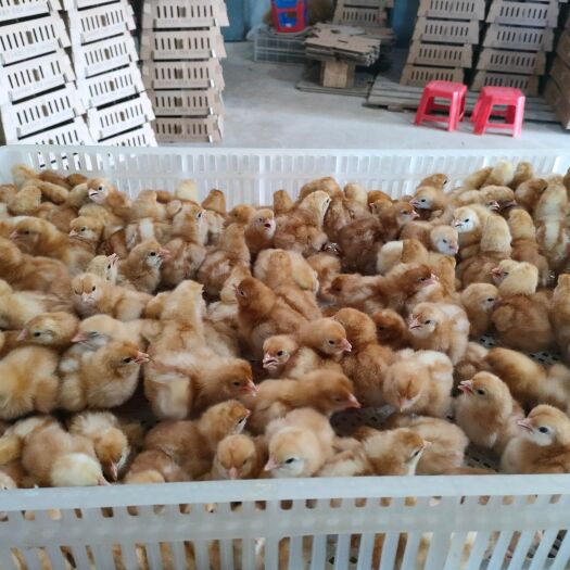 闽侯县蛋鸡苗 出壳鸡苗 1日龄 母苗 蛋鸡苗