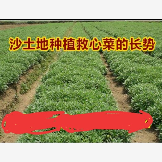 林州市救心菜  养心菜