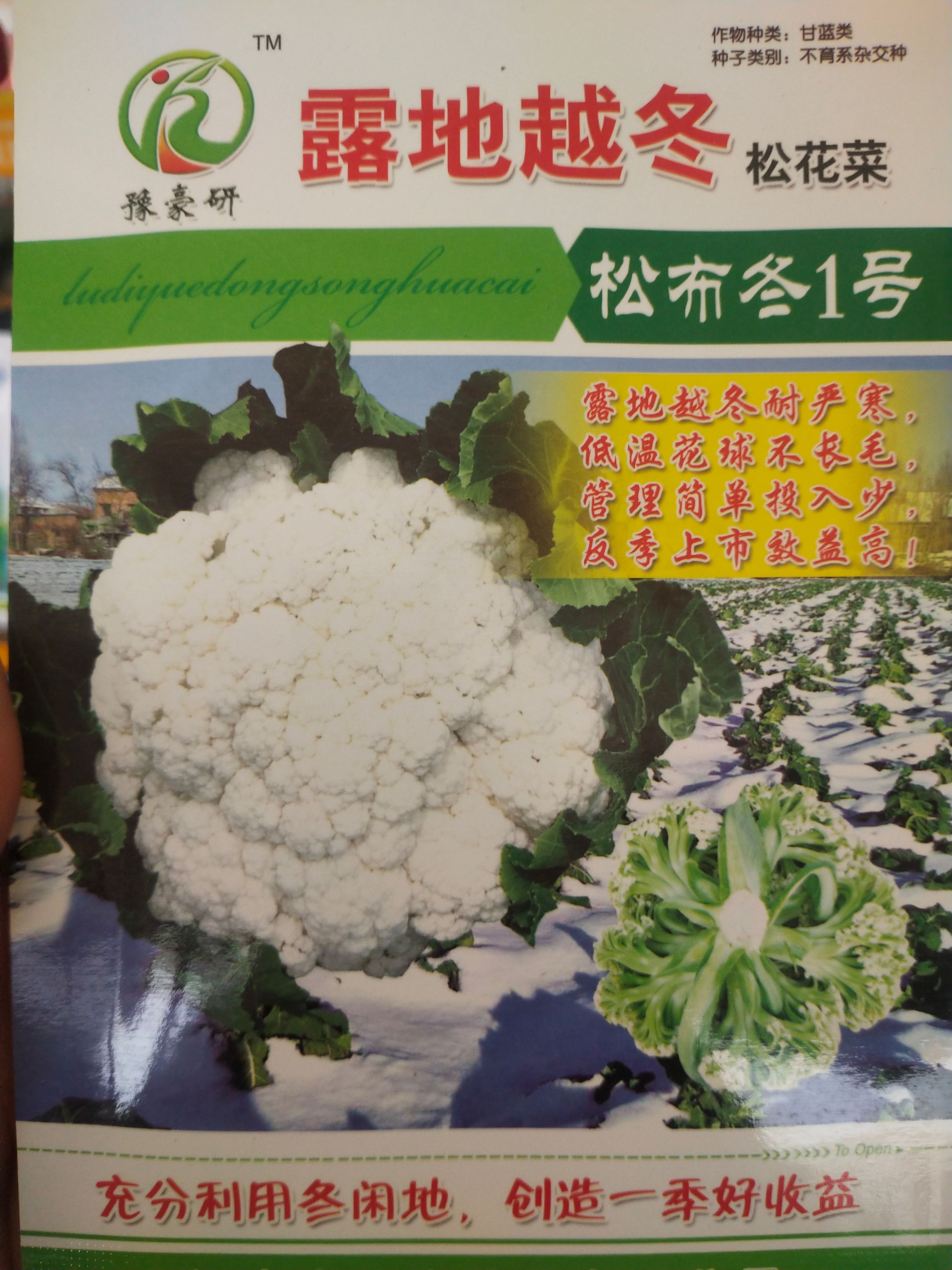 耐严寒松花菜种子 露地越冬 松布冬1号 低温花球不长毛