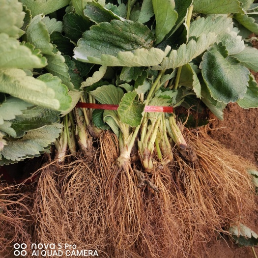 泰安章姬草莓苗 草莓苗