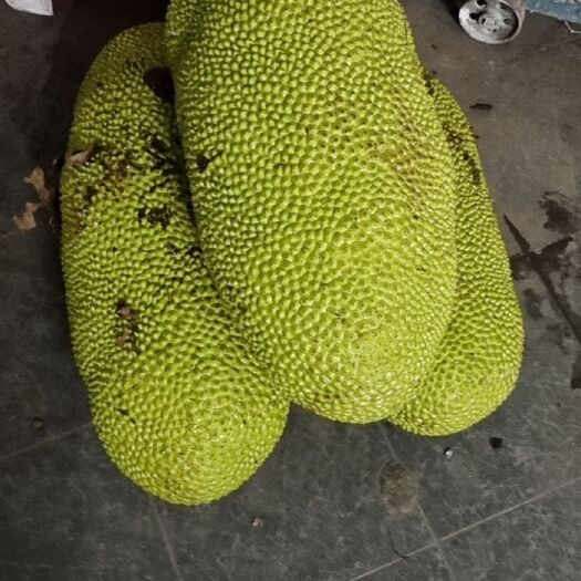 儋州市海南菠萝蜜，皮青饱满。