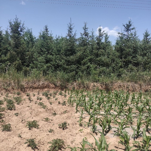 镇原县 甘肃云杉，冠幅匀称，定植主干，做社区或景区，公共绿化
