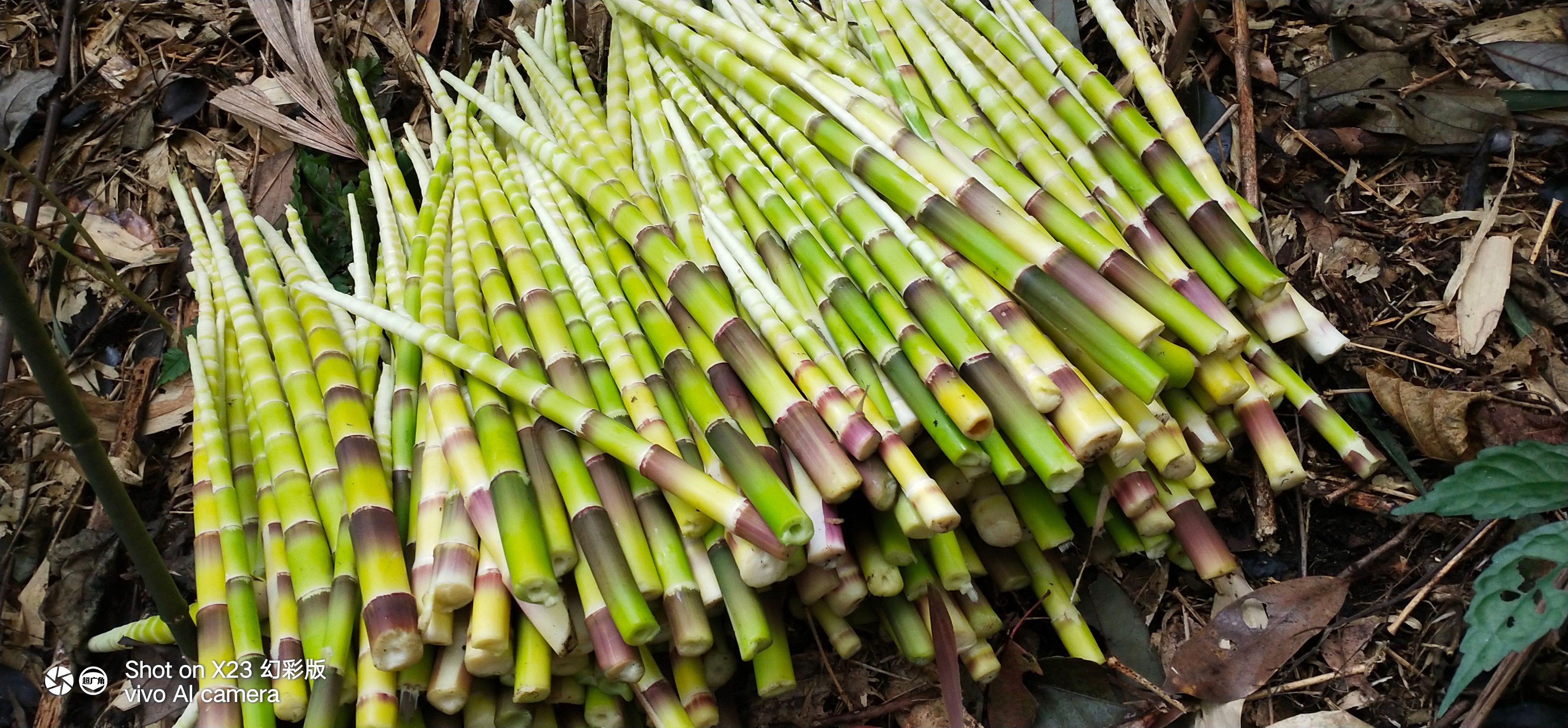 元宝山天然野生方竹笋
