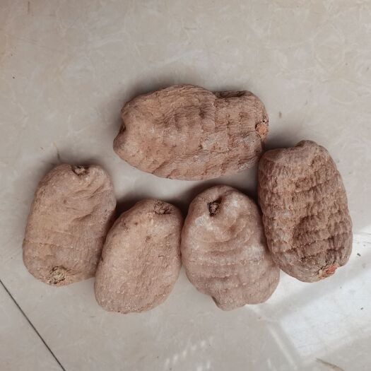 昆明乌天麻 昭通小草坝天麻