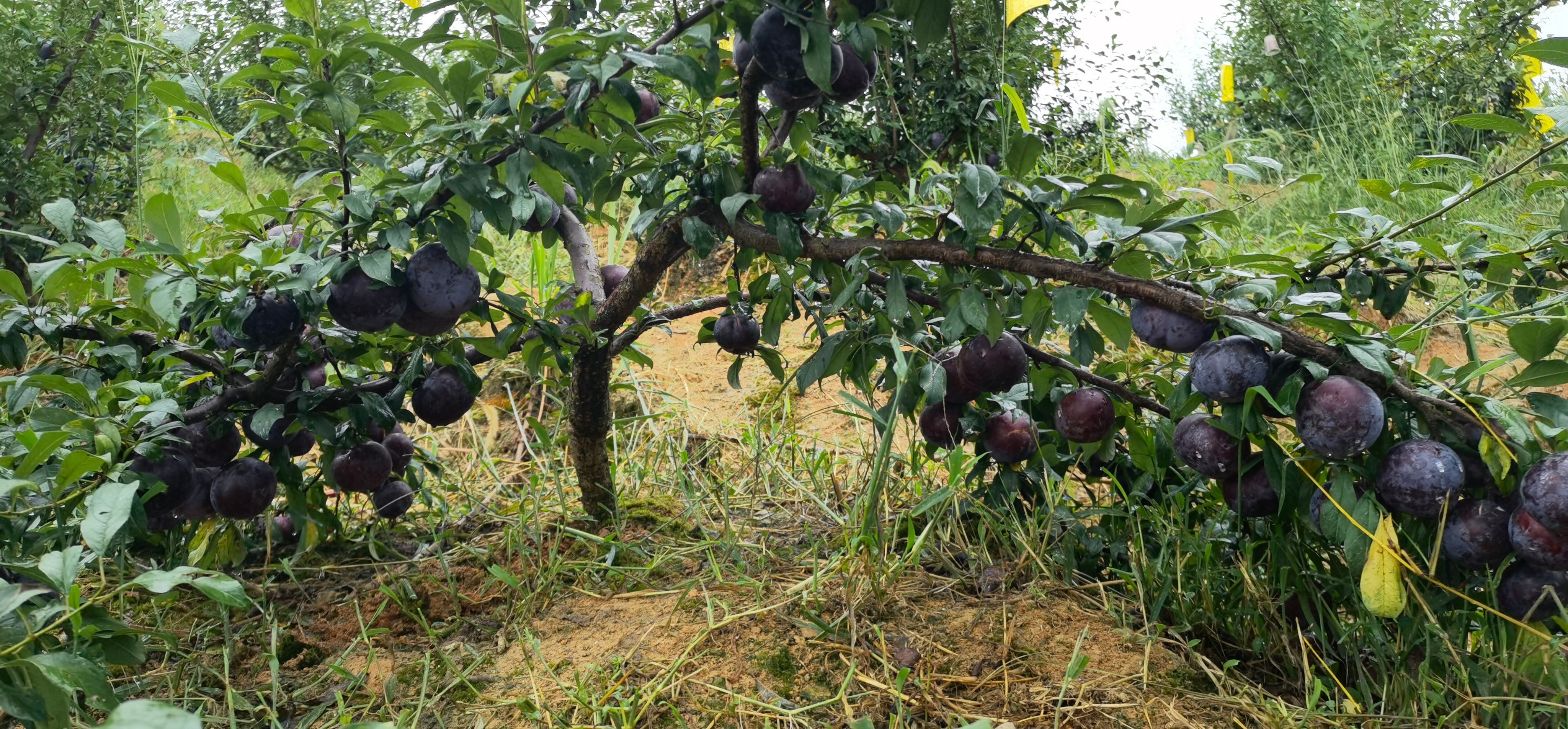 黑巨王李苗  紫黑李8月成熟，果大味甜易丰产