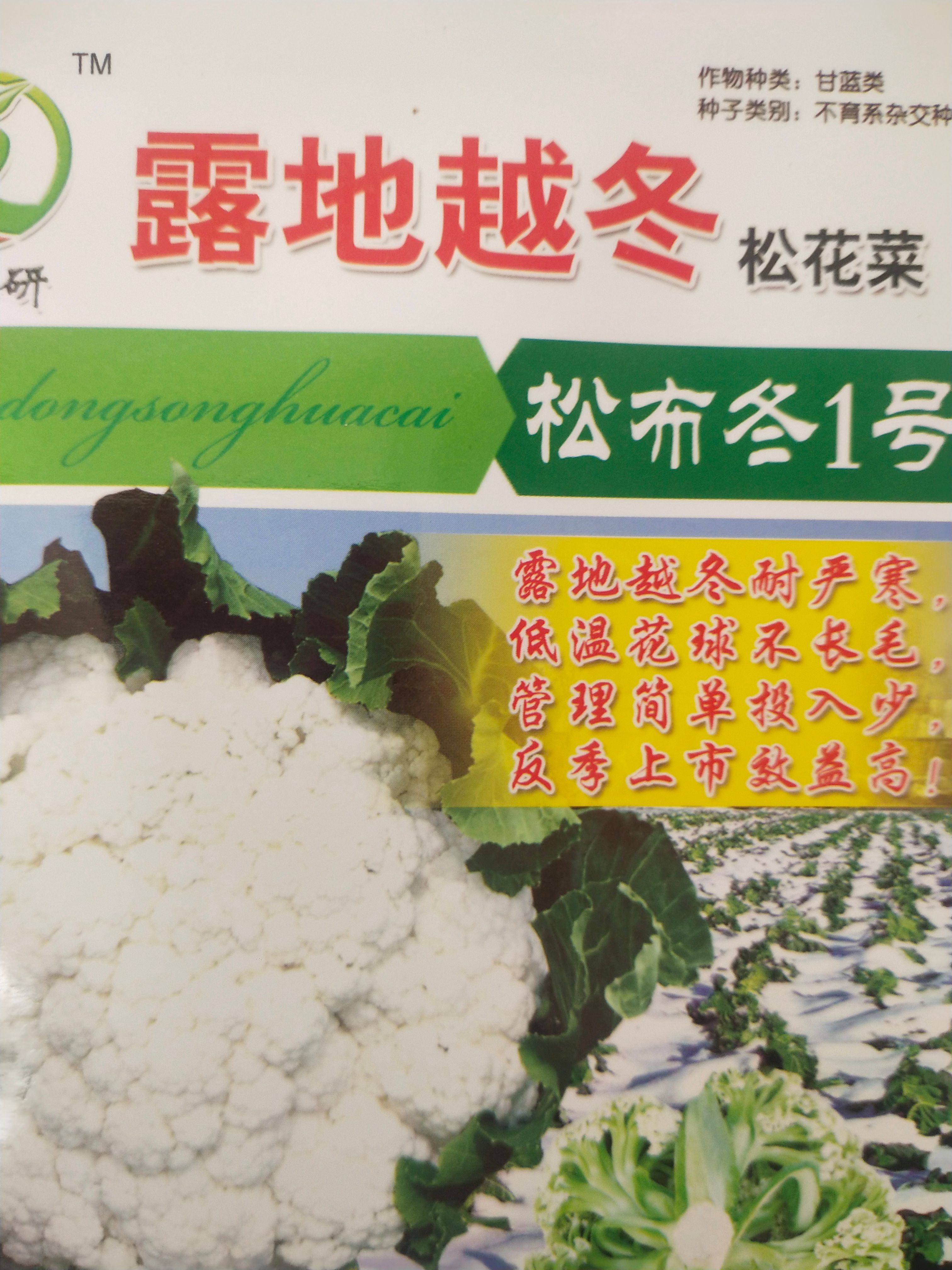 耐严寒松花菜种子 露地越冬 松布冬1号 低温花球不长毛