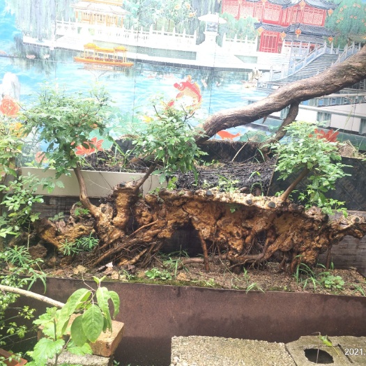 邹城市丝棉木  黄荆盆景