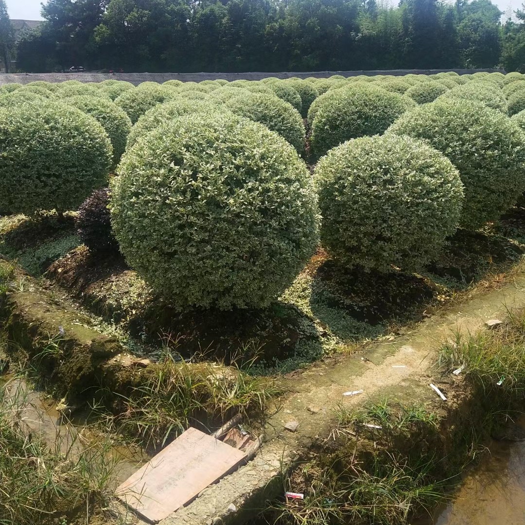 [水蜡批发] 银姬水蜡球价格60元/棵 - 惠农网