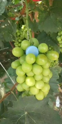 【基地直发】辽南葡萄基地阳光玫瑰葡萄 颗粒大 口甜有香味