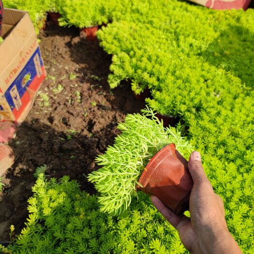 青州市 佛甲草 金叶佛甲草