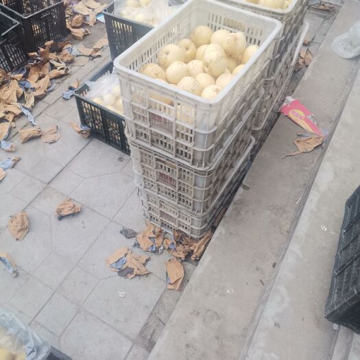 赵县 皇冠梨