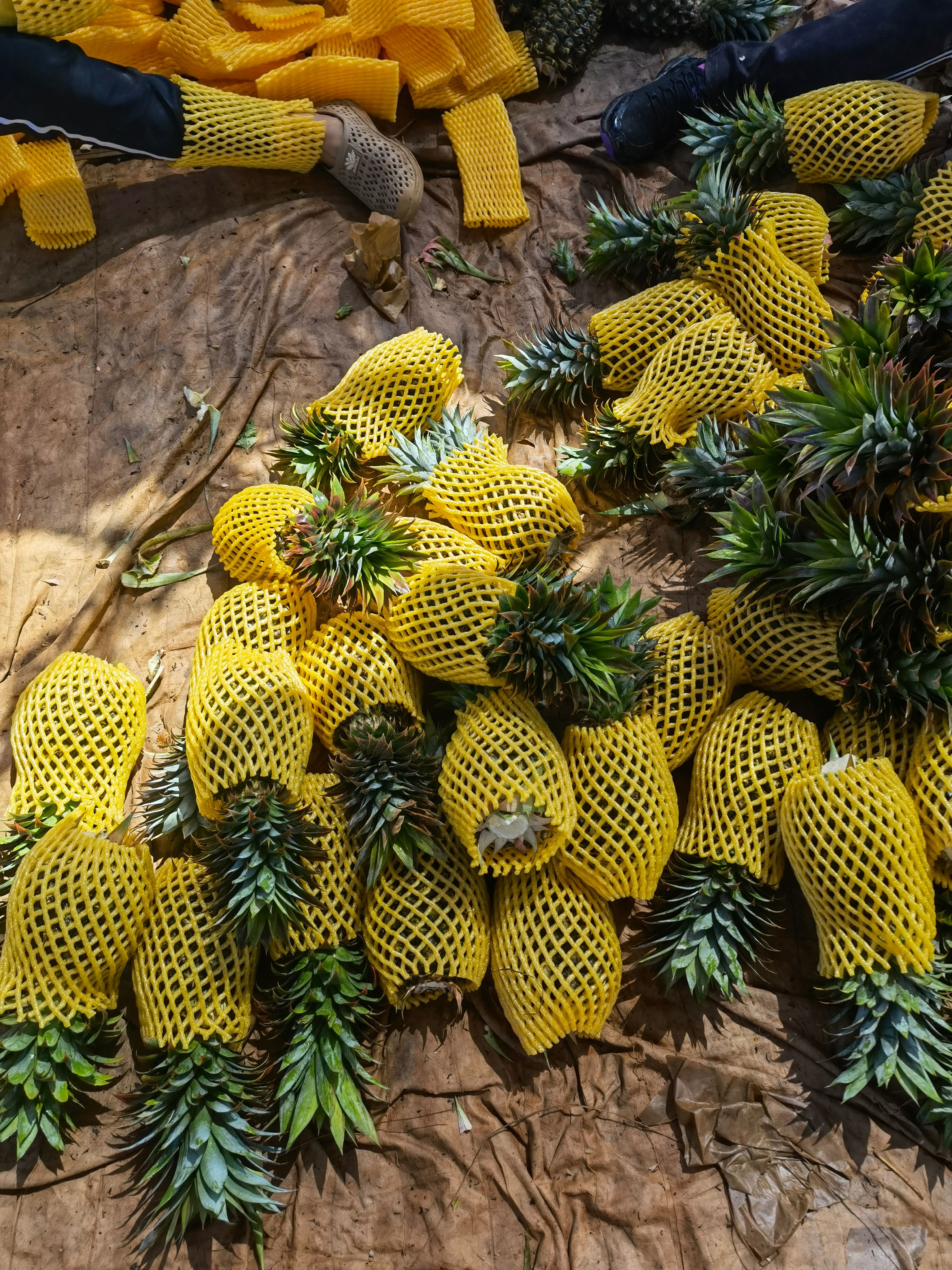 金钻凤梨  海南金钻17号凤梨