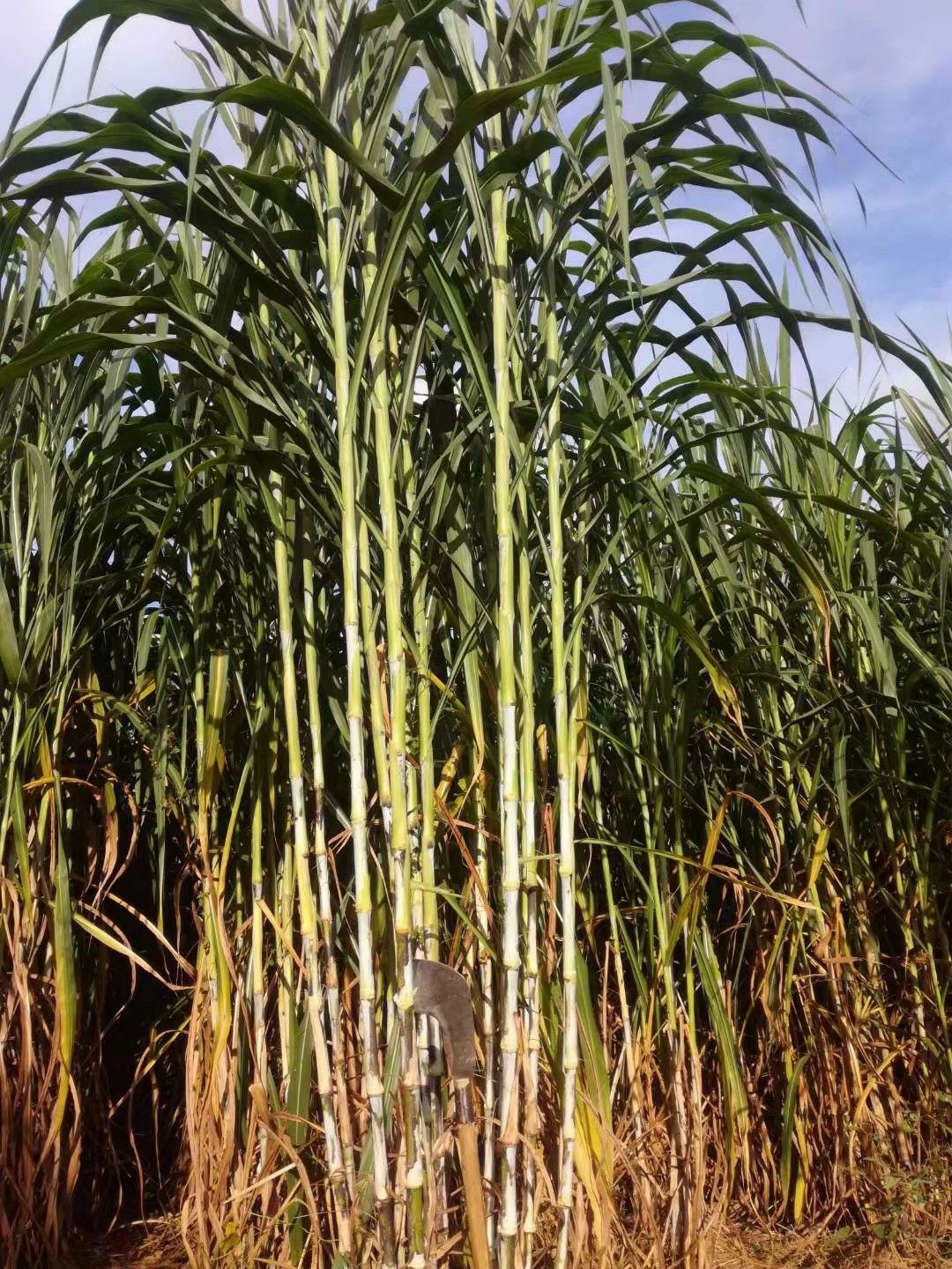 甜象草种子  优质牧草种节，甜象草种苗