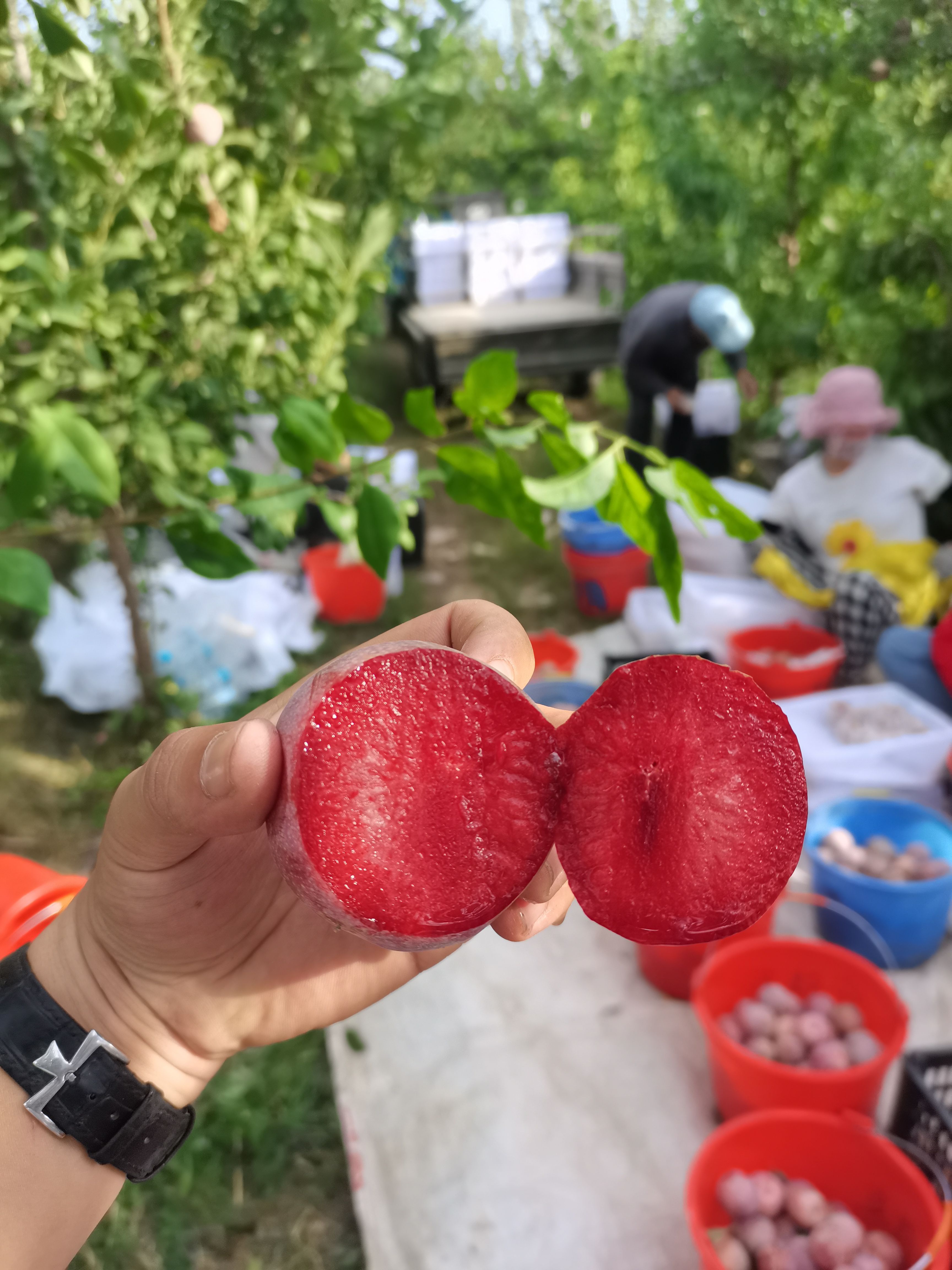李子  疆凌果业产地直供《恐龙蛋》
