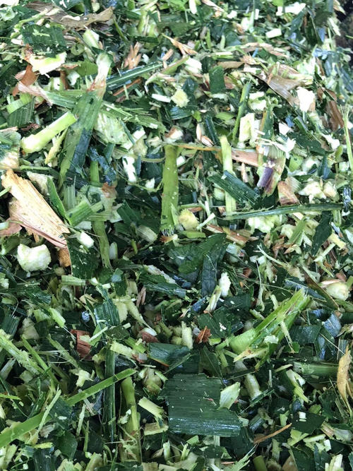玉米青贮  2022年青储黄储大量上市！预售牛羊饲料180一