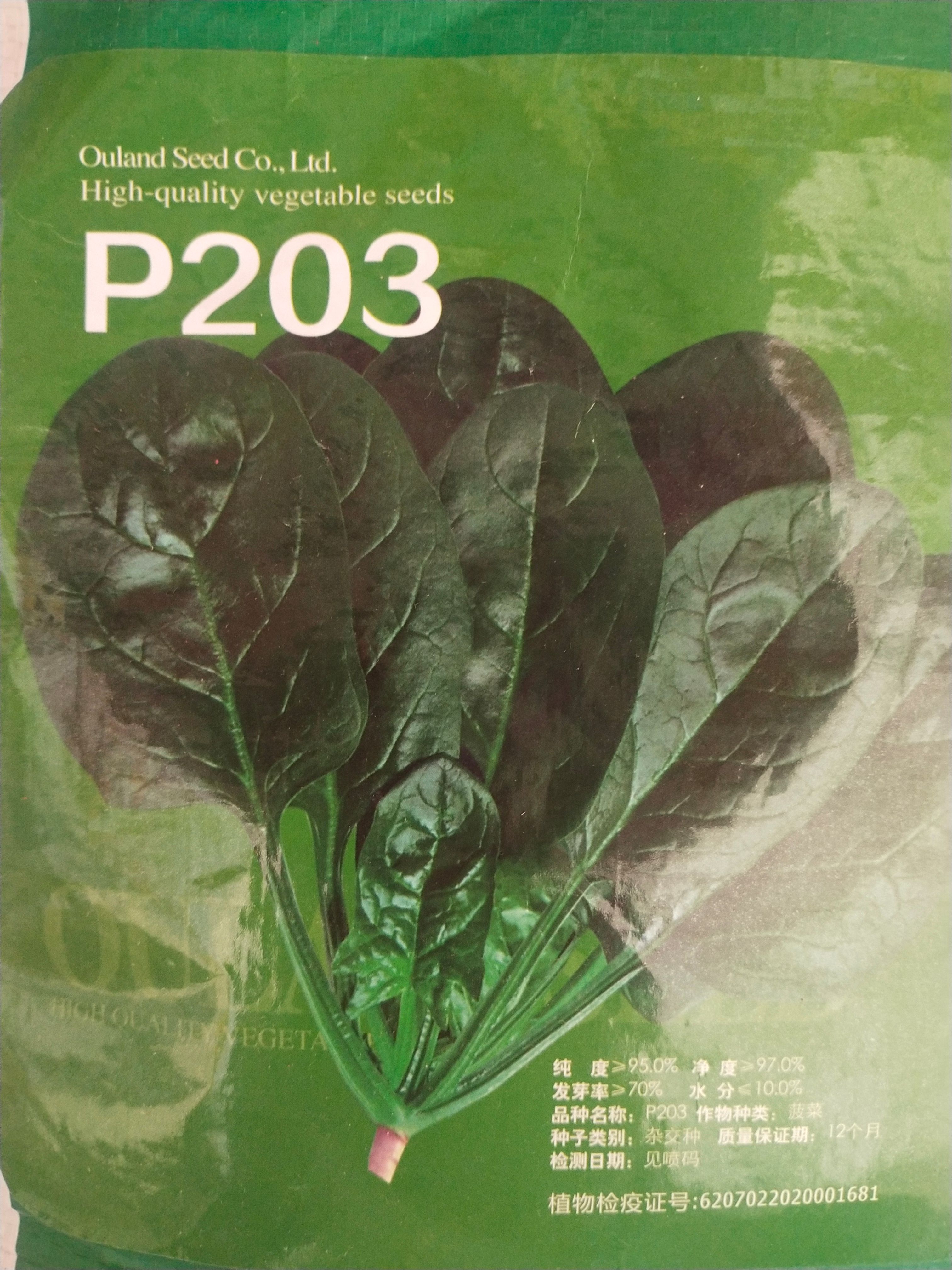菠菜种子P203  杂交种 耐，寒浓绿黑厚 生长速度快