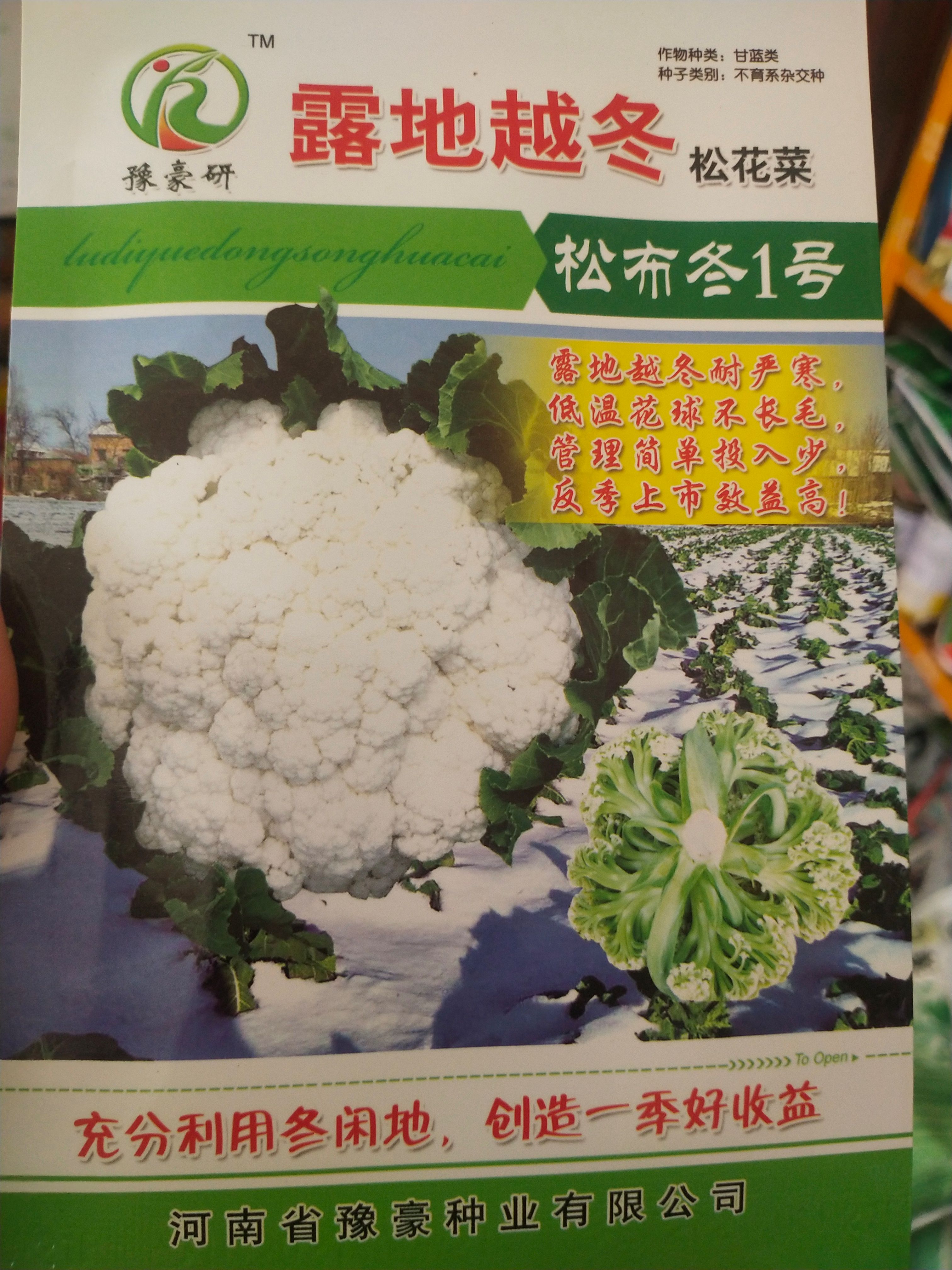 耐严寒松花菜种子 露地越冬 松布冬1号 低温花球不长毛