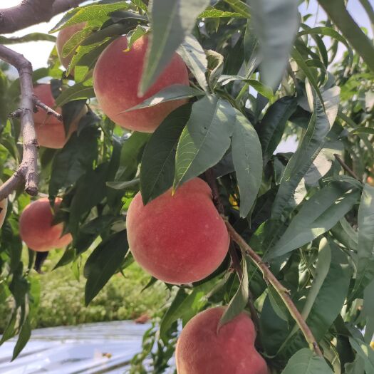 平度市 大量寒露蜜桃9月8号即将上市，口感好，甜度高质量好。