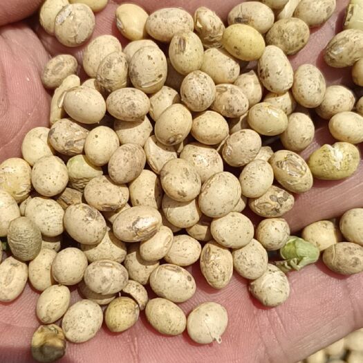 公安县现货湖北优质浆水大豆。做豆腐专用，全国包邮。