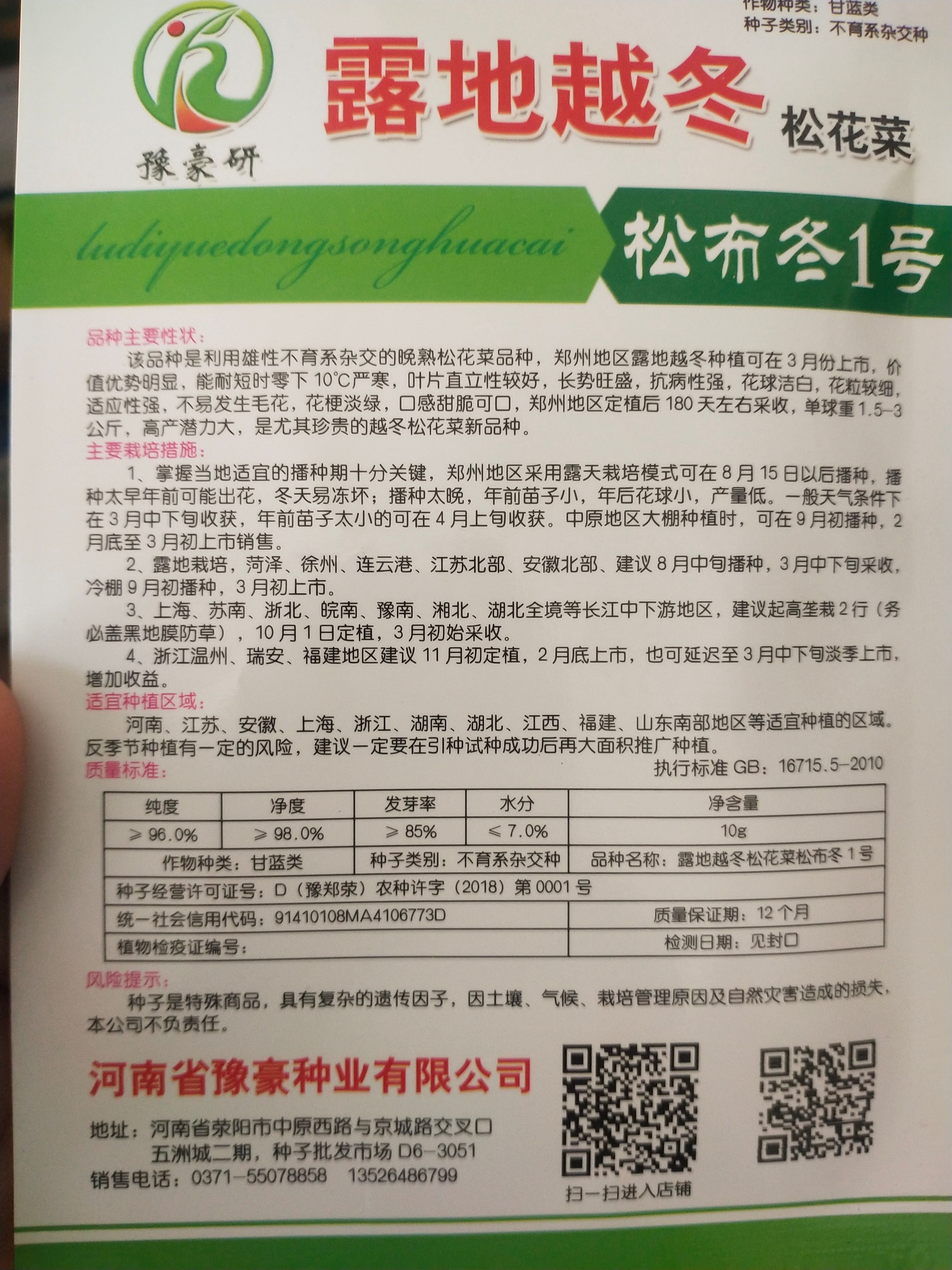 耐严寒松花菜种子 露地越冬 松布冬1号 低温花球不长毛