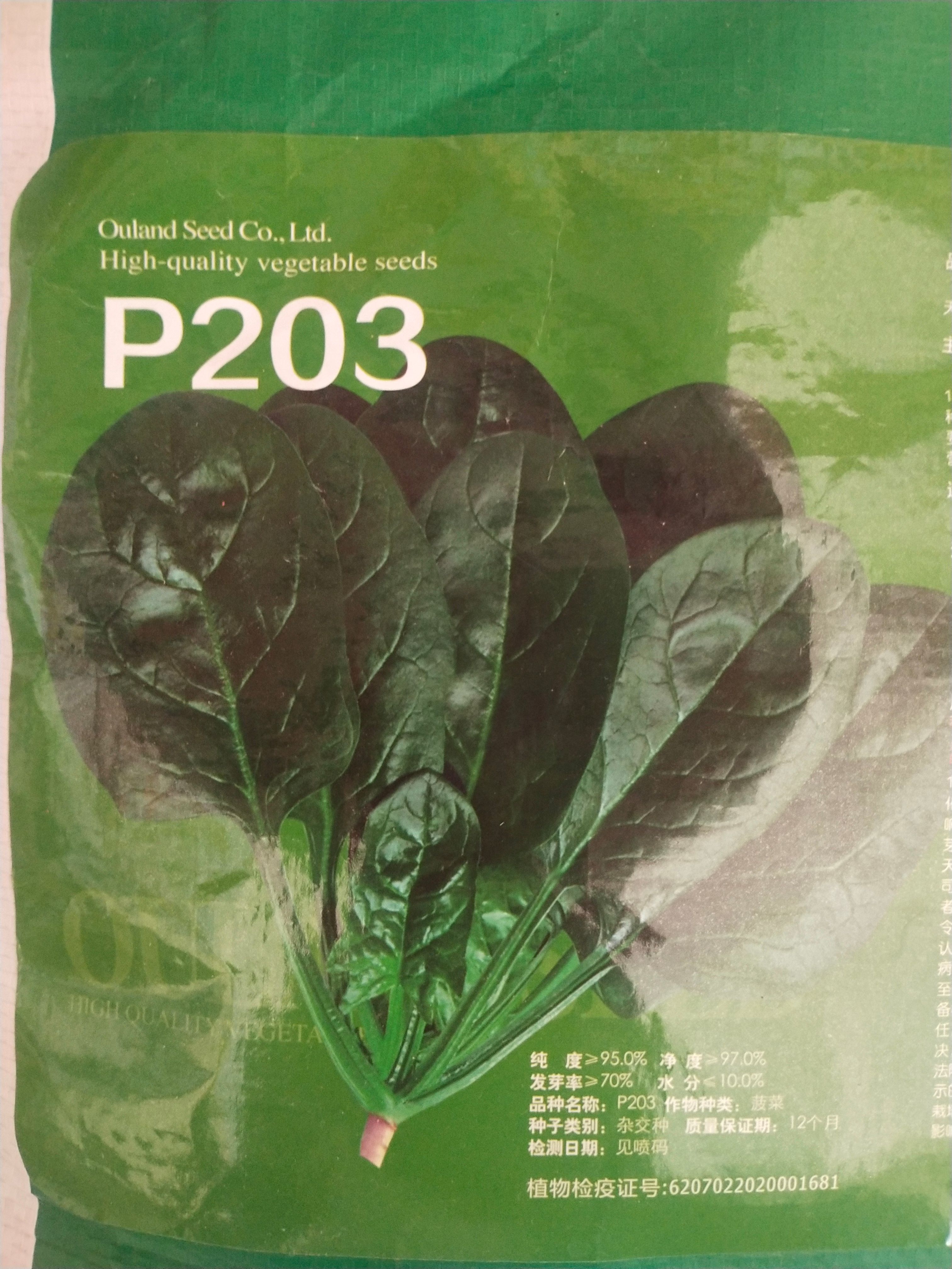 菠菜种子P203  杂交种 耐，寒浓绿黑厚 生长速度快