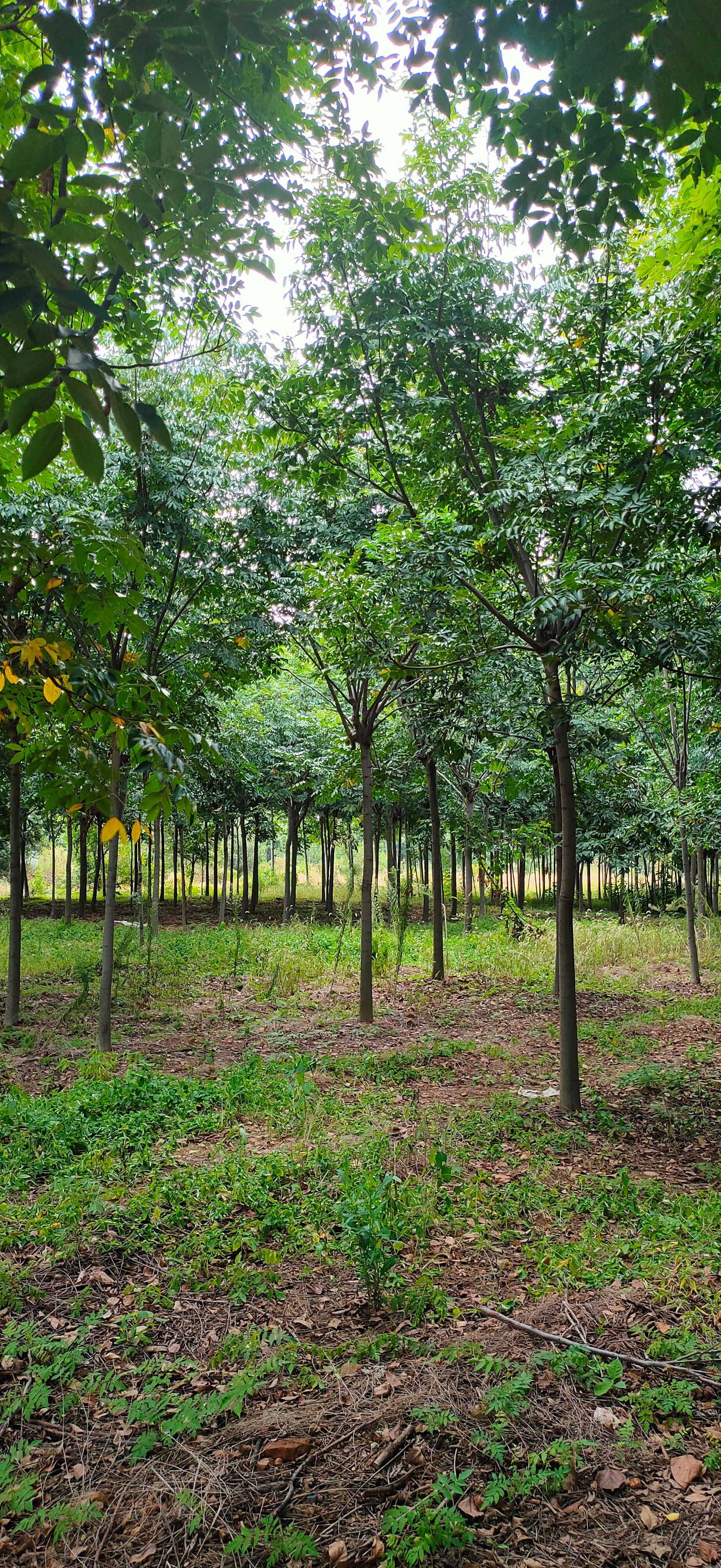 基地供应栾树 米径6公分8公分10公分12公分15公分南栾