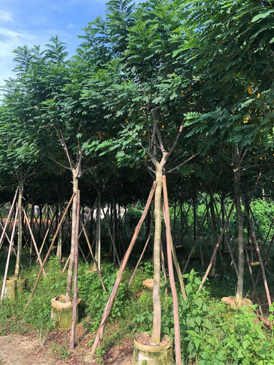 黄花槐  黄槐图片7公分