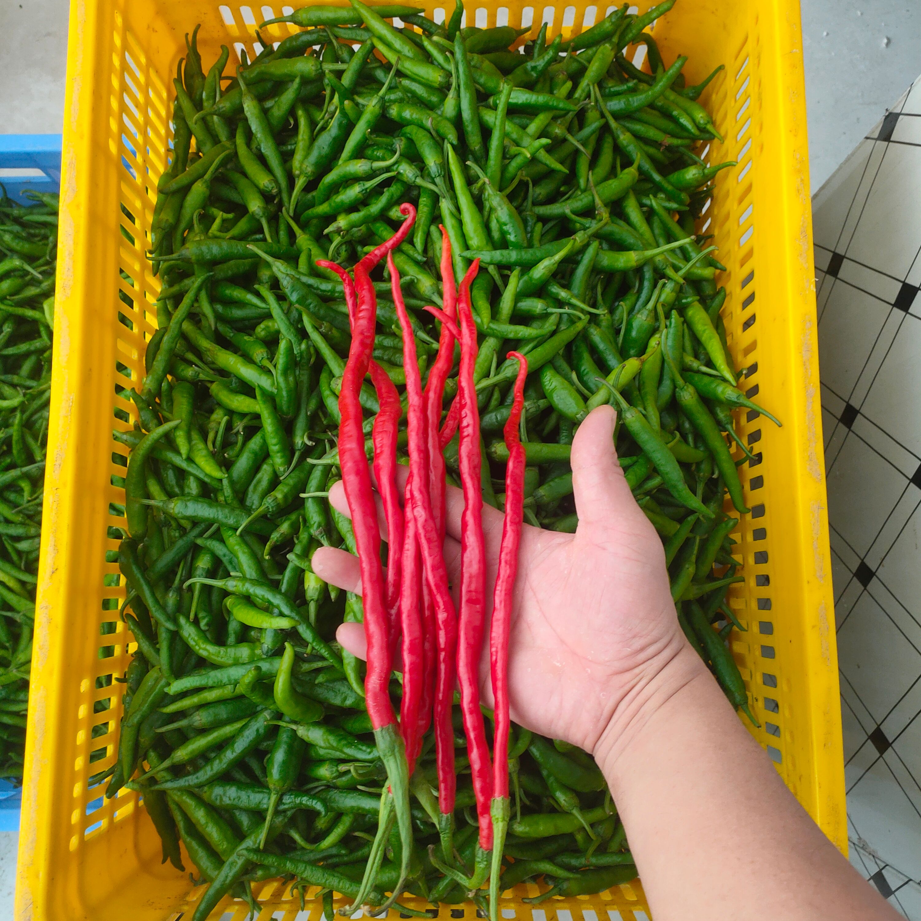 鸡肠子辣椒 鸡肠子红辣椒 鸡肠子青辣椒 鸡肠子紫辣椒