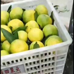 蜜桔 资中蜜橘，酸酸甜甜品质千年