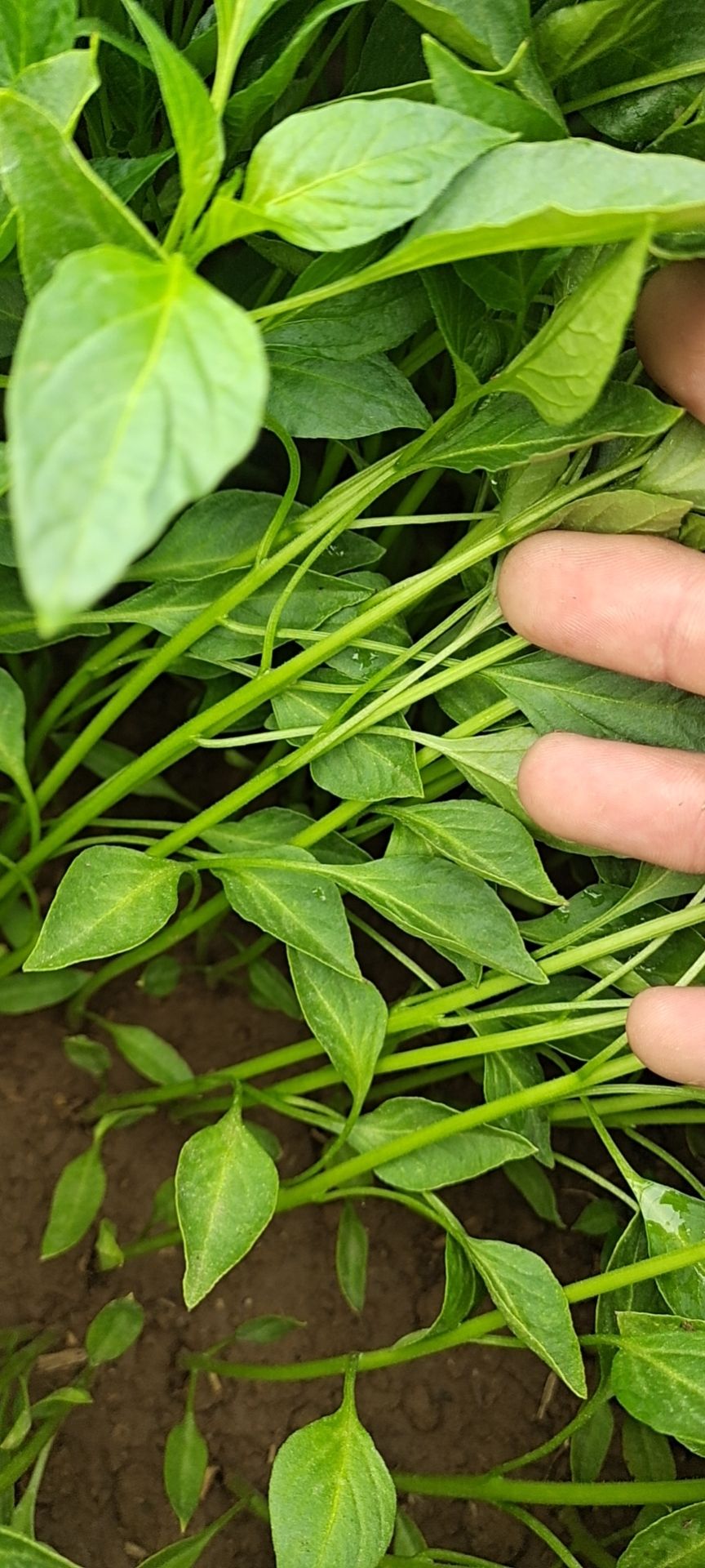 【精品】辣椒苗邹皮辣椒苗 小皱皮辣椒苗香辣