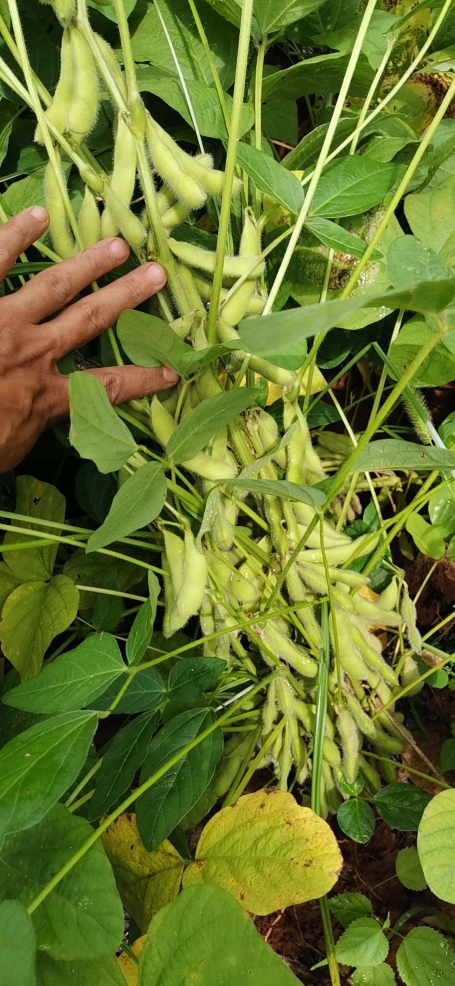 毛豆基地直销。奎丰一号