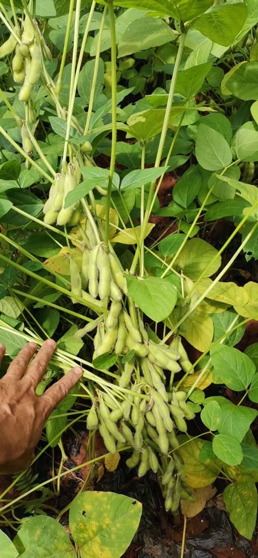 毛豆基地直销。奎丰一号