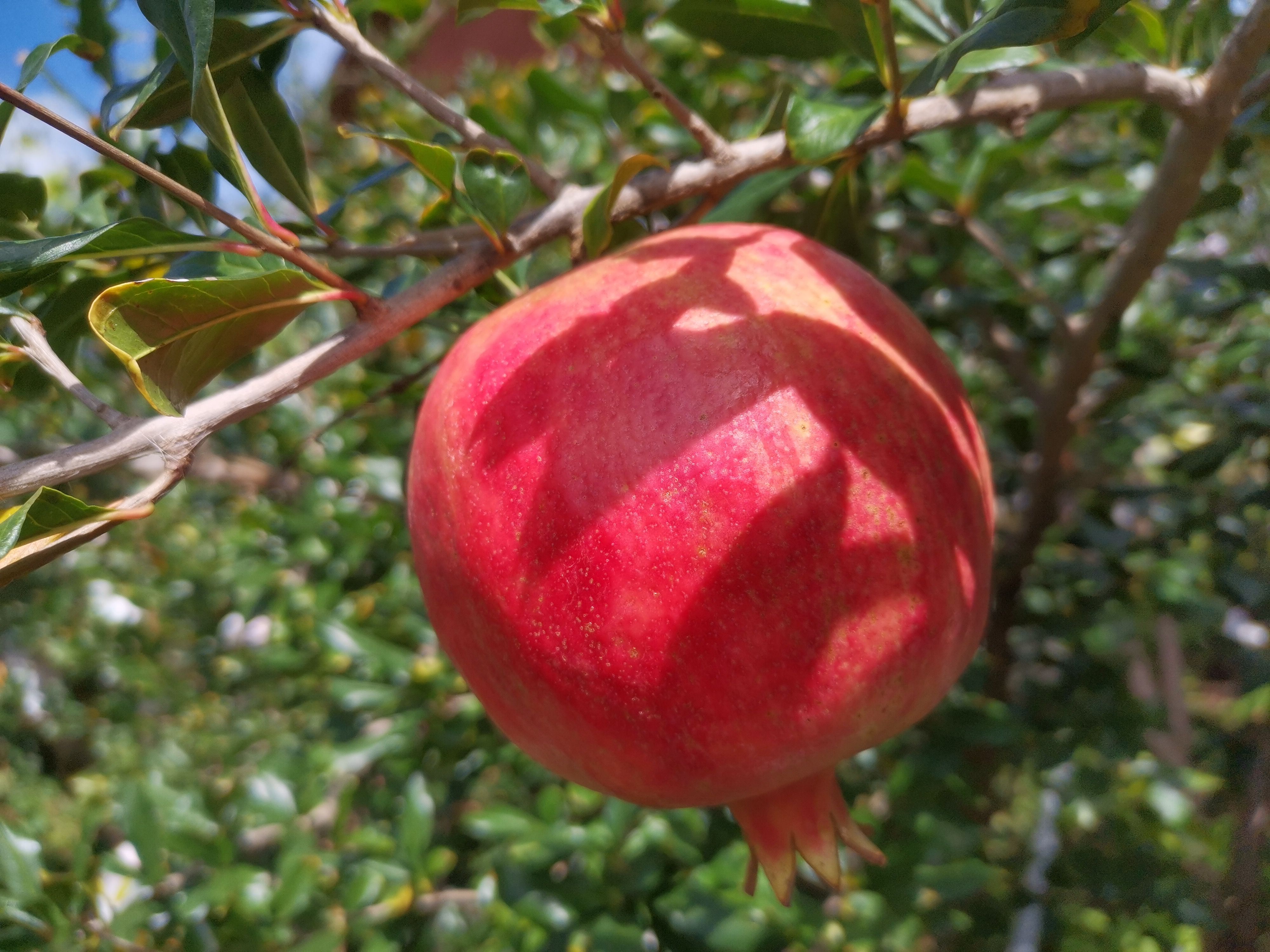  四川大凉山会理突尼斯软籽石榴