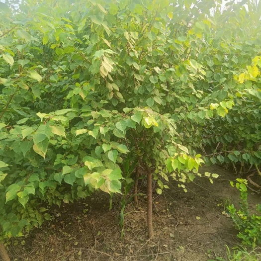 博野县山杏苗 4-5公分山杏！定植移栽苗！大冠幅！大量出售中