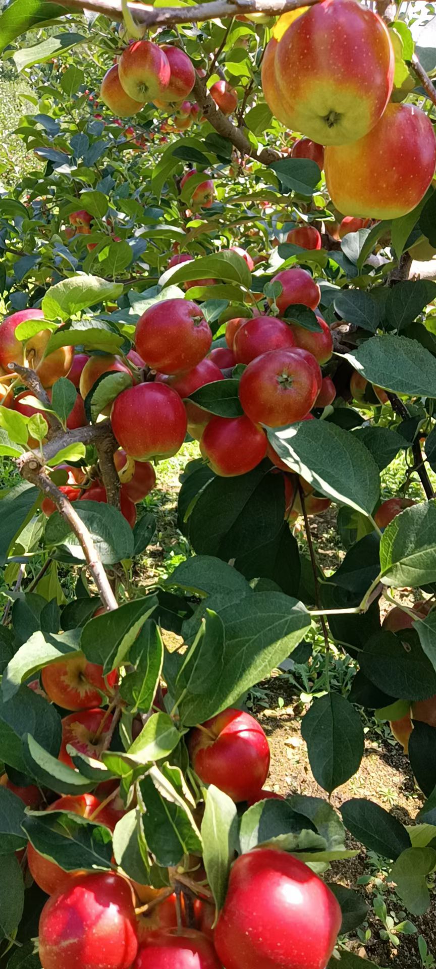 金红123 自然成熟123苹果，口感甜脆多汁，场地直供，质量保证。