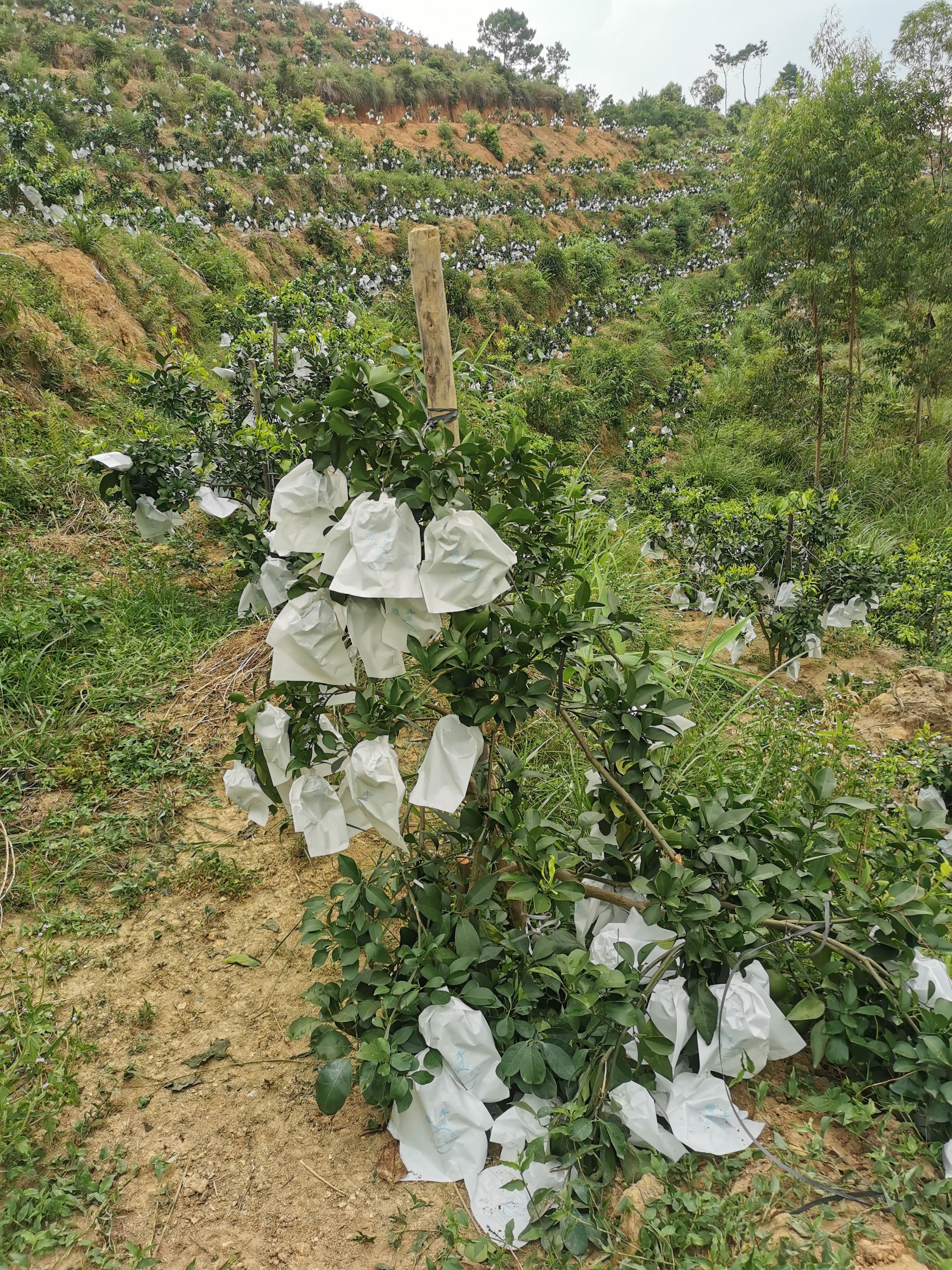 爱媛橙 爱媛28 红美人柑橘