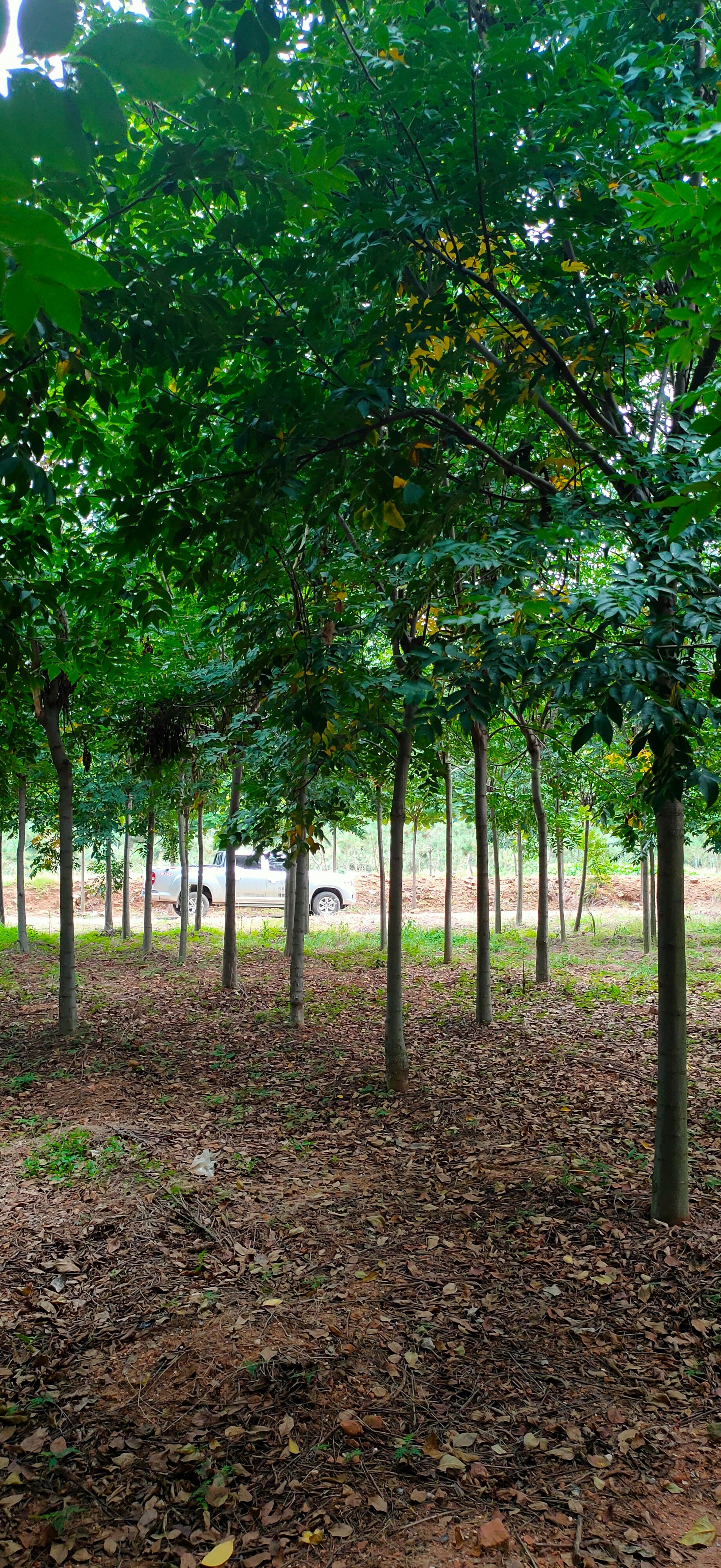 基地供应栾树 米径6公分8公分10公分12公分15公分南栾