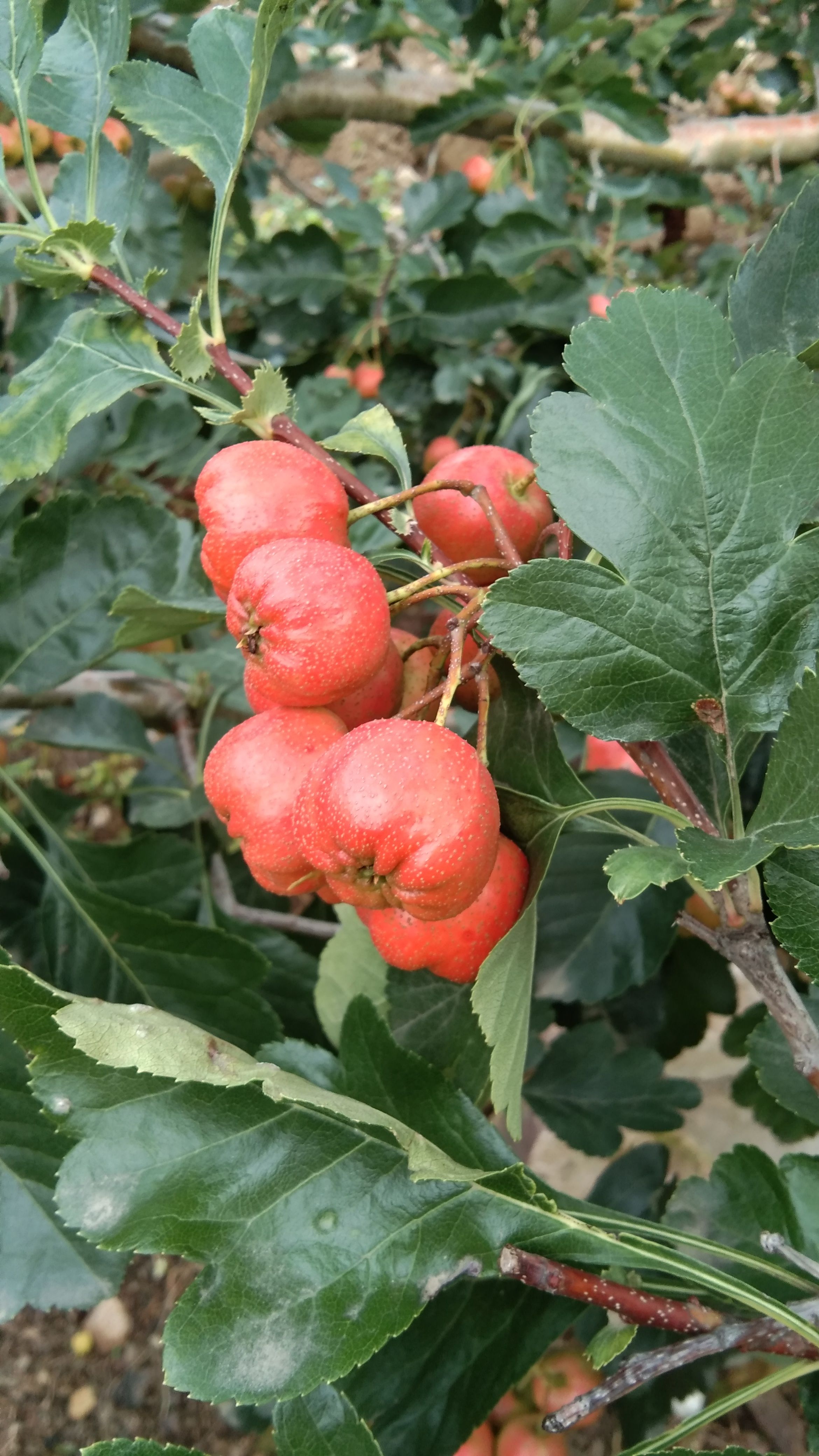 大绵球山楂  山区甜红子/大五楞/大绵球/大金星/一件代发，