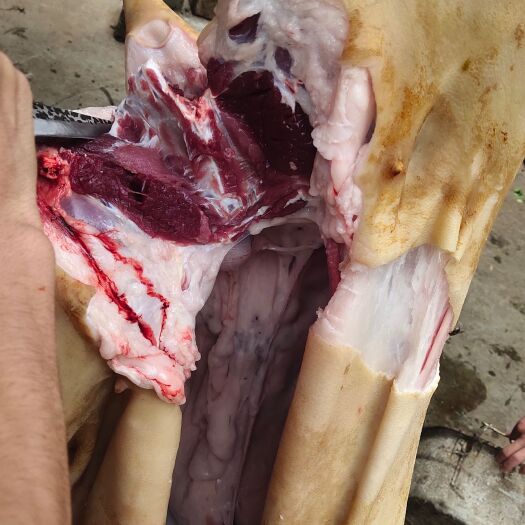 威宁县羊肉类 羊肉    山羊肉