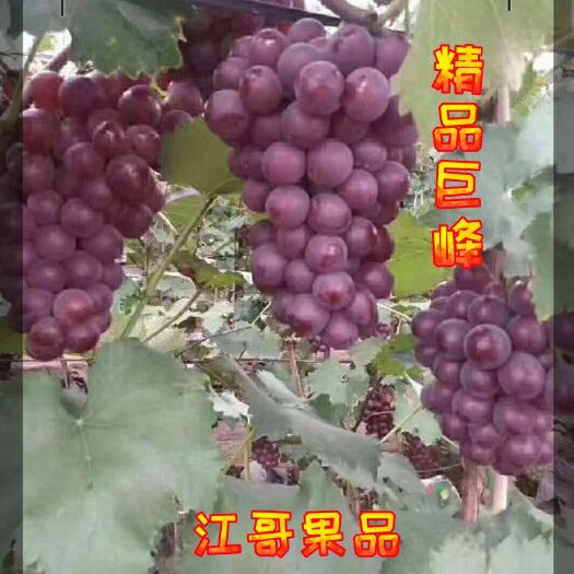 乐亭县乐亭陆地巨峰葡萄热卖中，挂型好，口感甜！