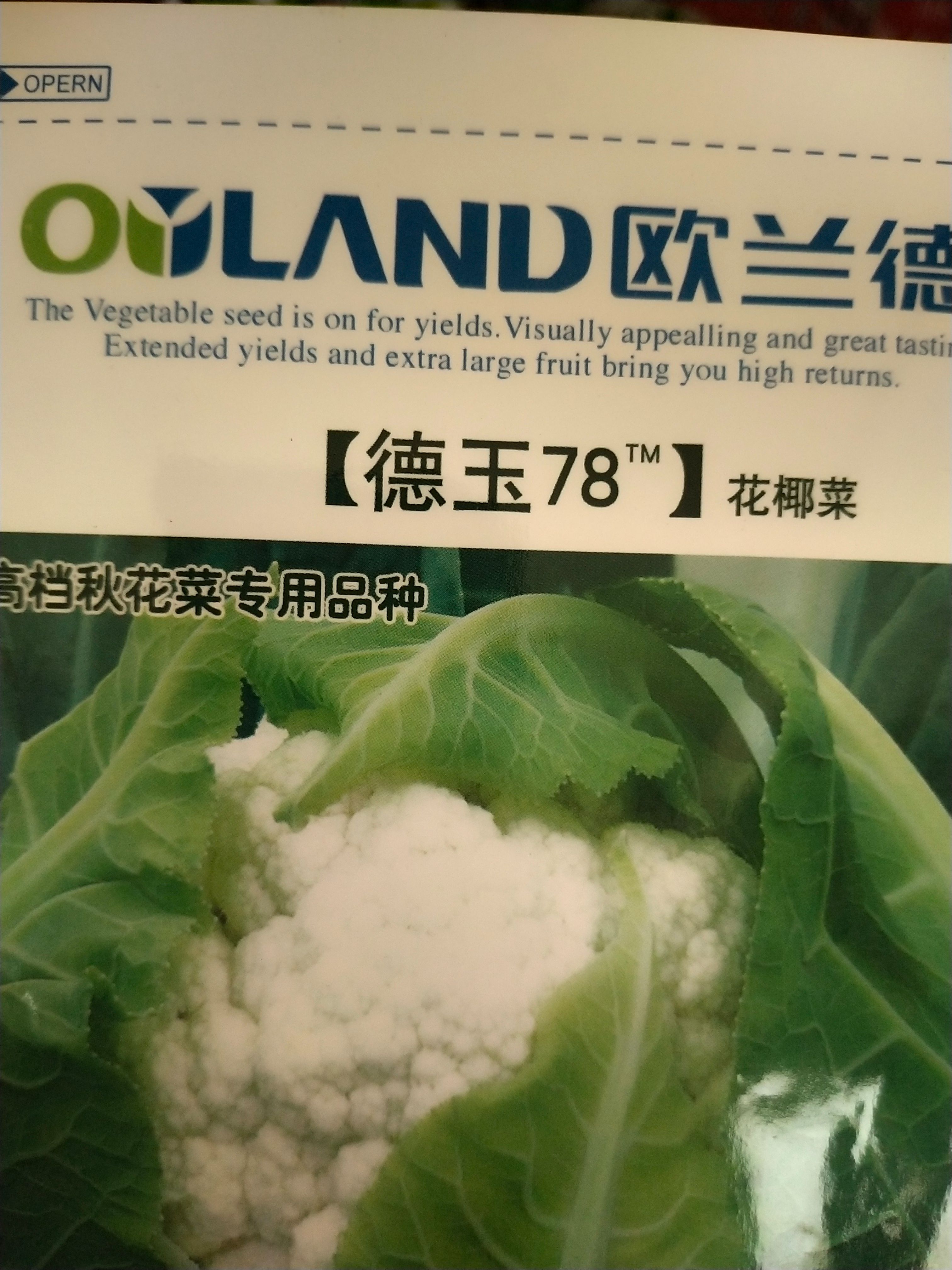 松花菜种子 秋花菜品种 花球洁白，心叶拧抱好