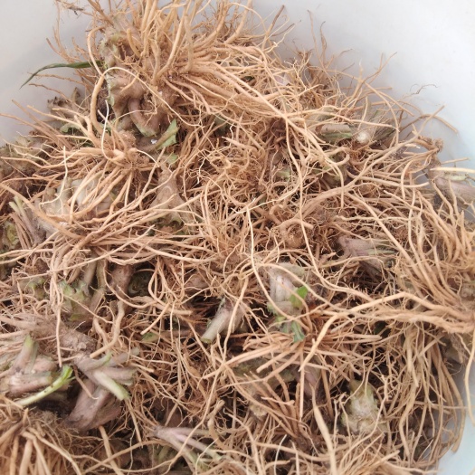 灵山县地胆草  【热销】纯地胆头长期供应，可零售可批量，下单前请先联系。