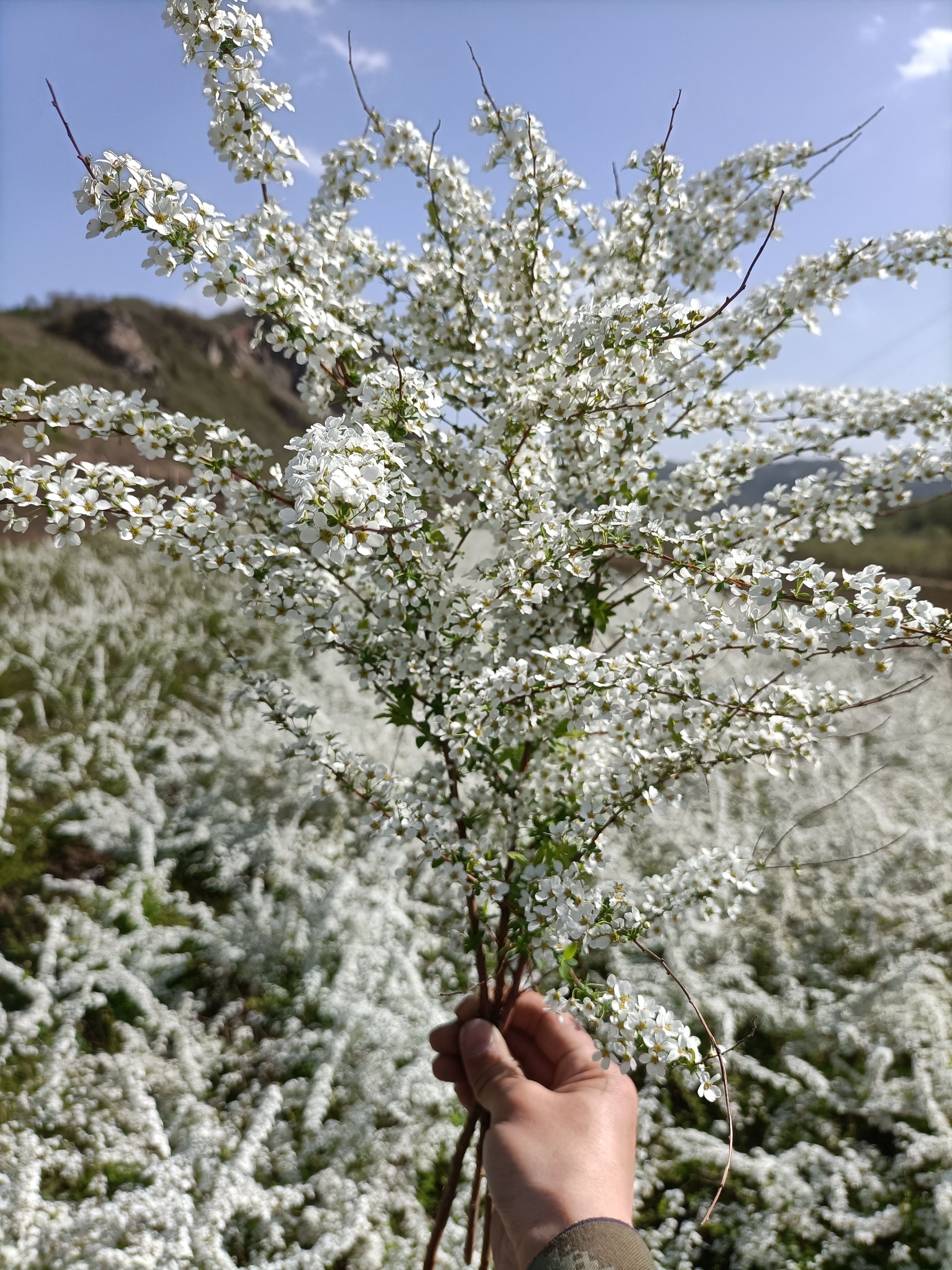 铁岭县干枝雪柳，遇水开花，净化空气