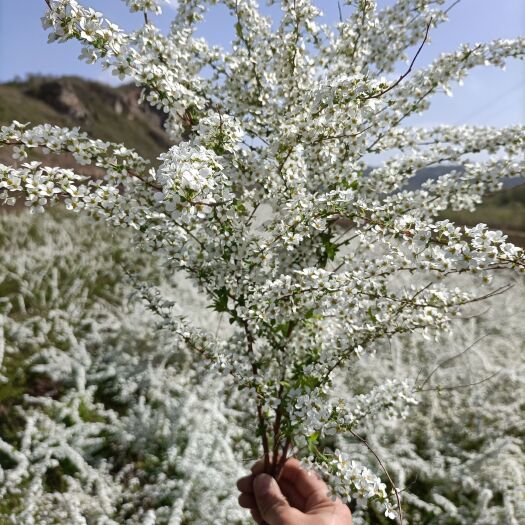铁岭县干枝雪柳，遇水开花，净化空气