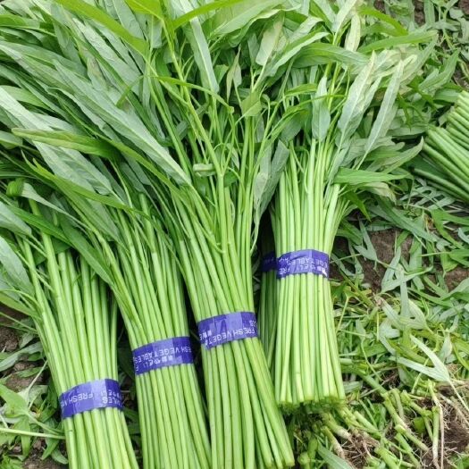 北京专业空心菜，
