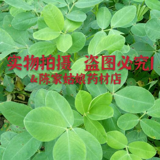 花生叶   农家自种花生梗花生秧花生根