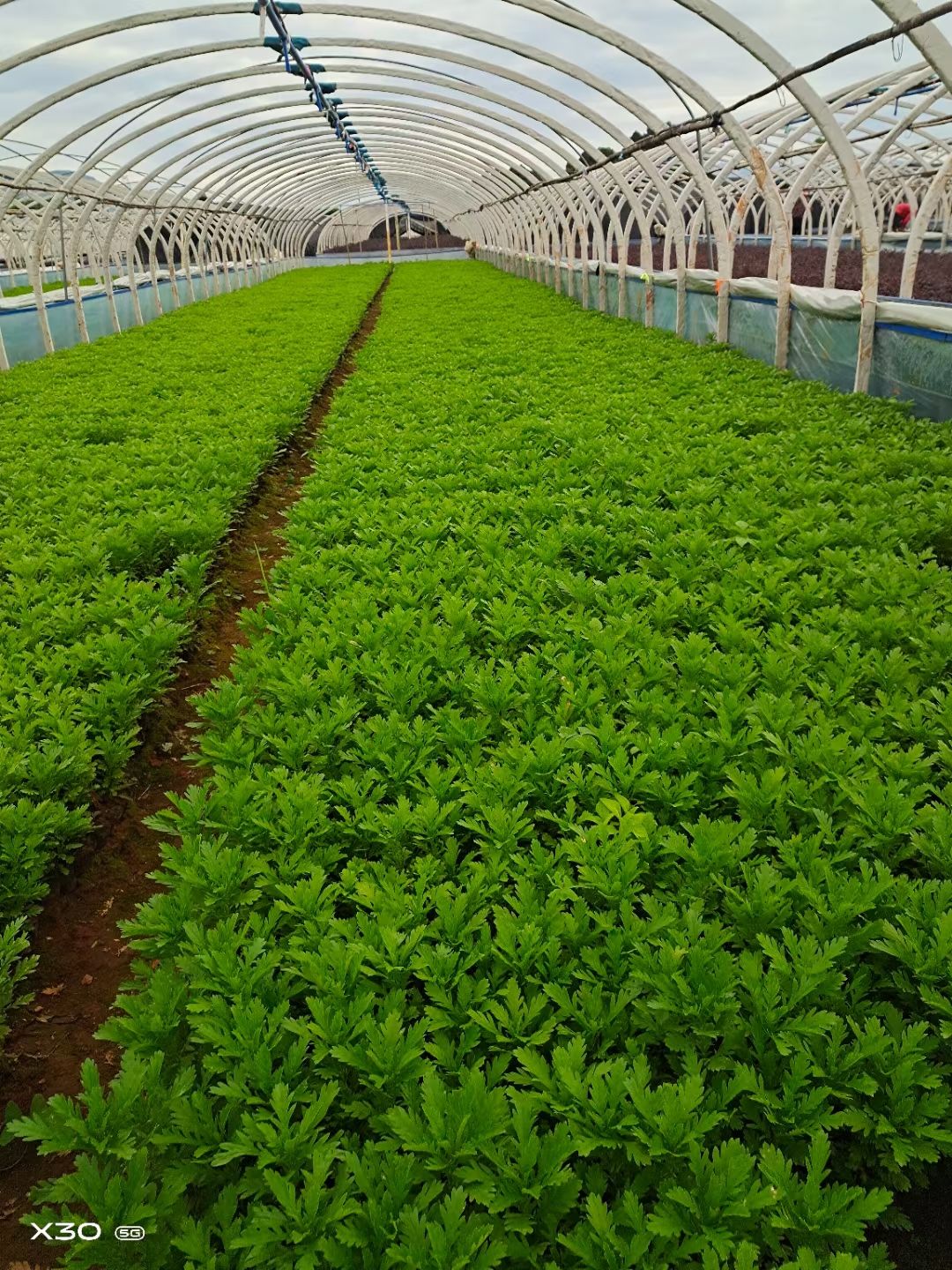 木春菊苗 木春菊