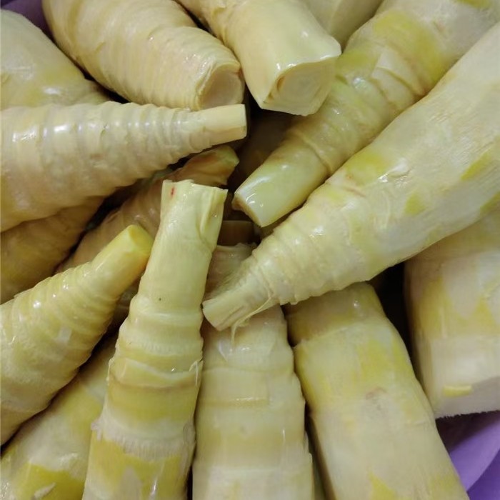 春笋 黄笋 去除老根