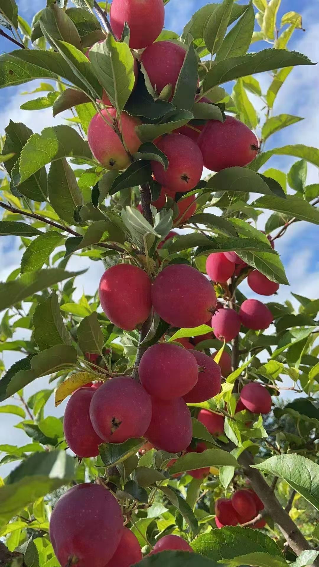 锦绣海棠果 金红苹果，鸡心果，龙丰，